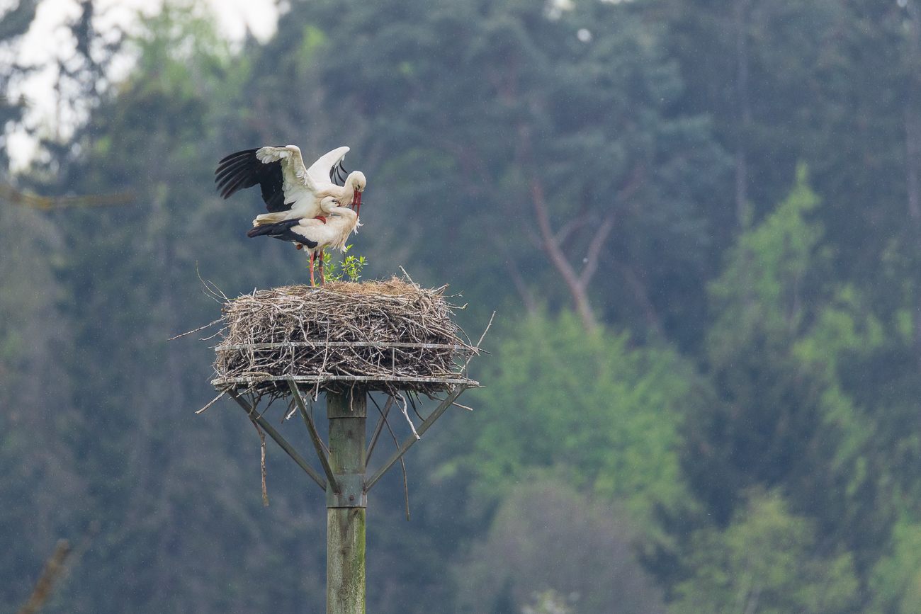 An einem der anderen Nester wird an der Familienplanung gearbeitet, wobei dies eher eine Scheinpaarung zur Festigung der Paarbindung ist