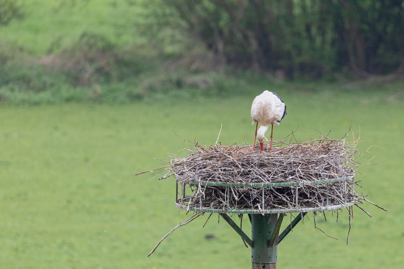 Wahrscheinlich sortieren der Eier ...