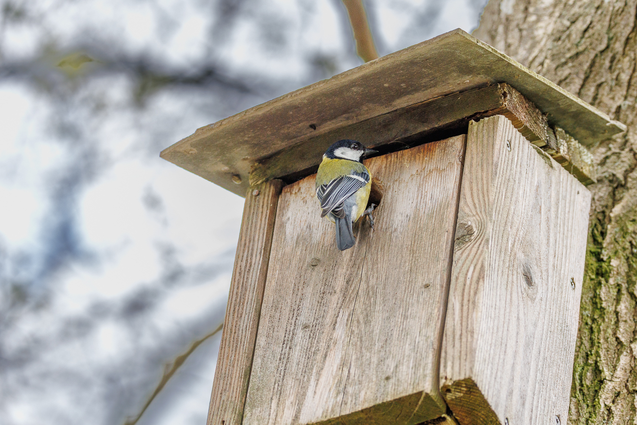 Kohlmeise [Parus major] am Nistkasten