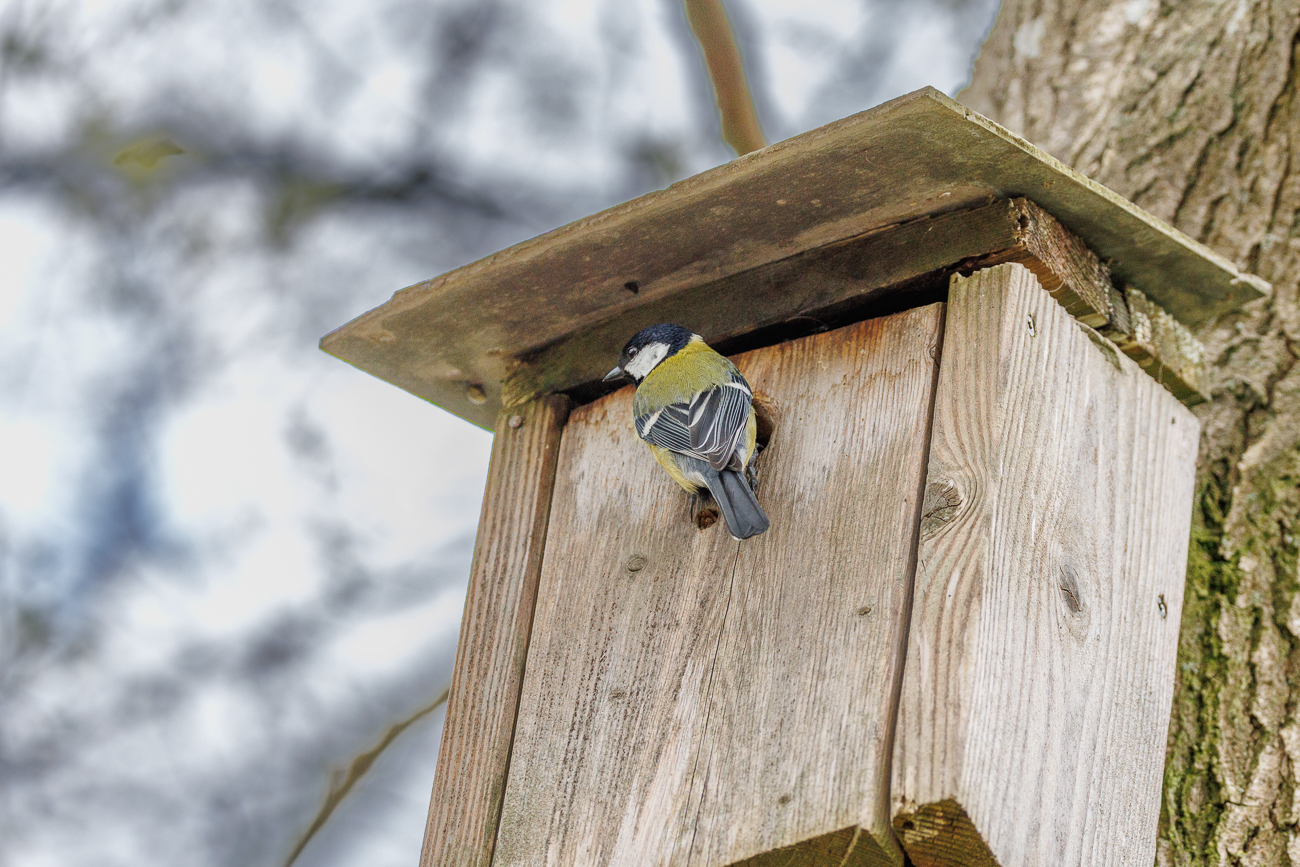 Kohlmeise [Parus major] am Nistkasten