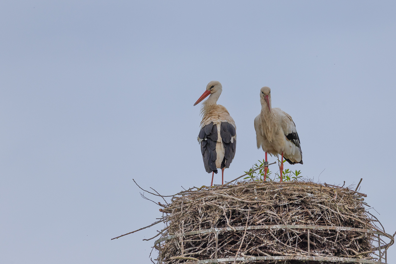 Addi mit seinem Weibchen