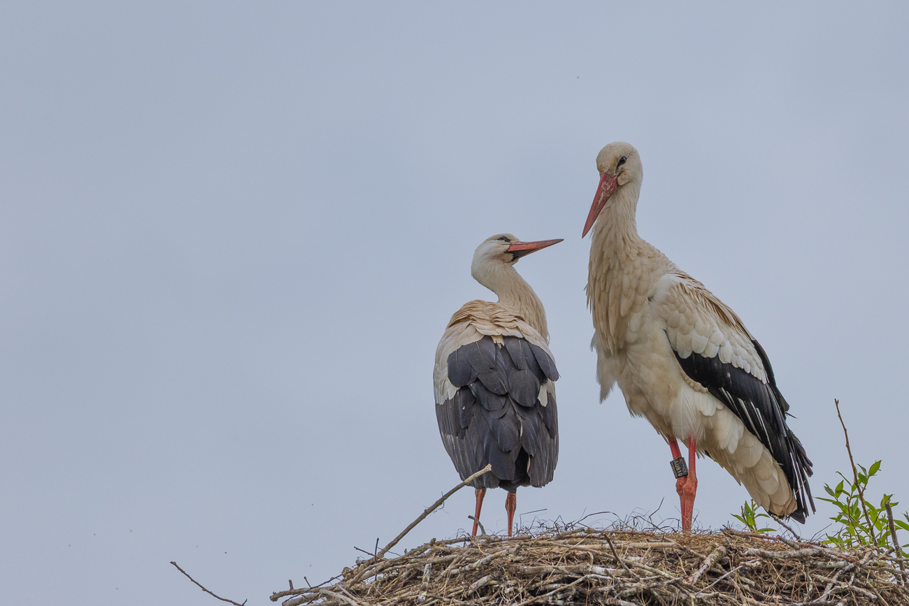 Addi mit seinem Weibchen