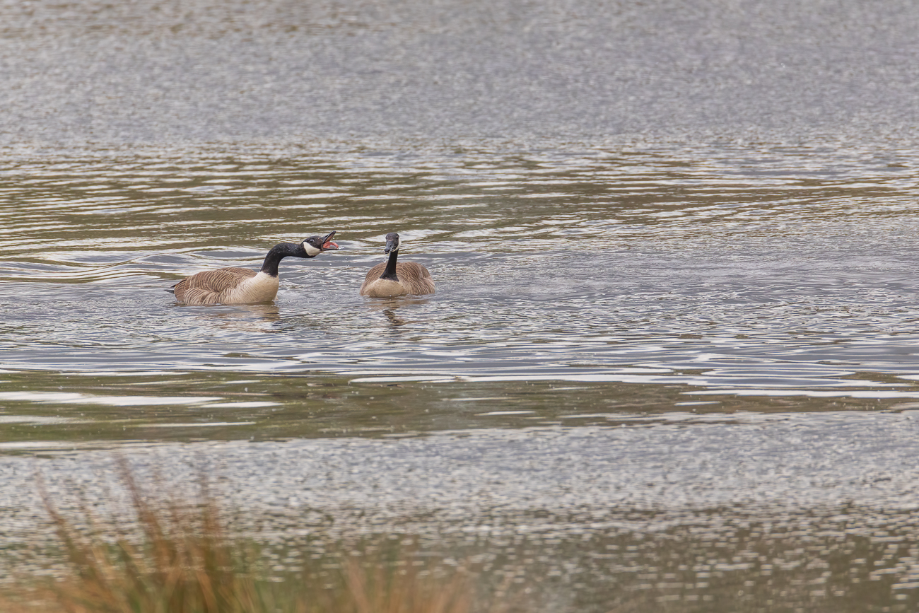 Kanadagänse [Branta canadensis] am streiten