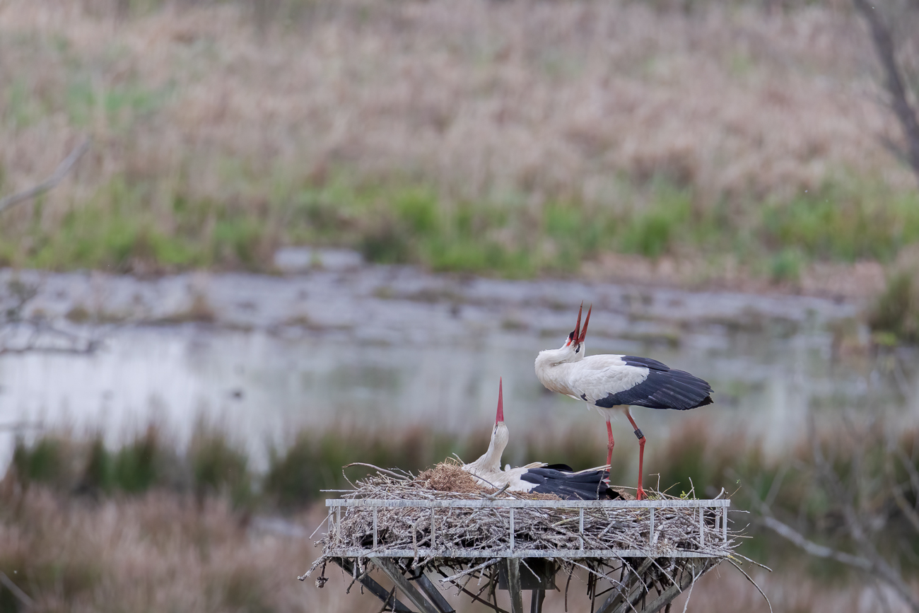 Freude über die Rückkehr