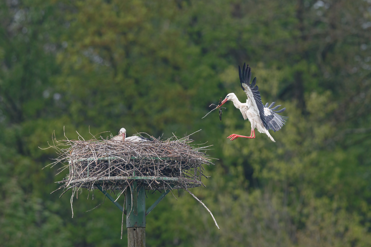 Dieser Storch hat weiteres Nistmaterial dabei ...