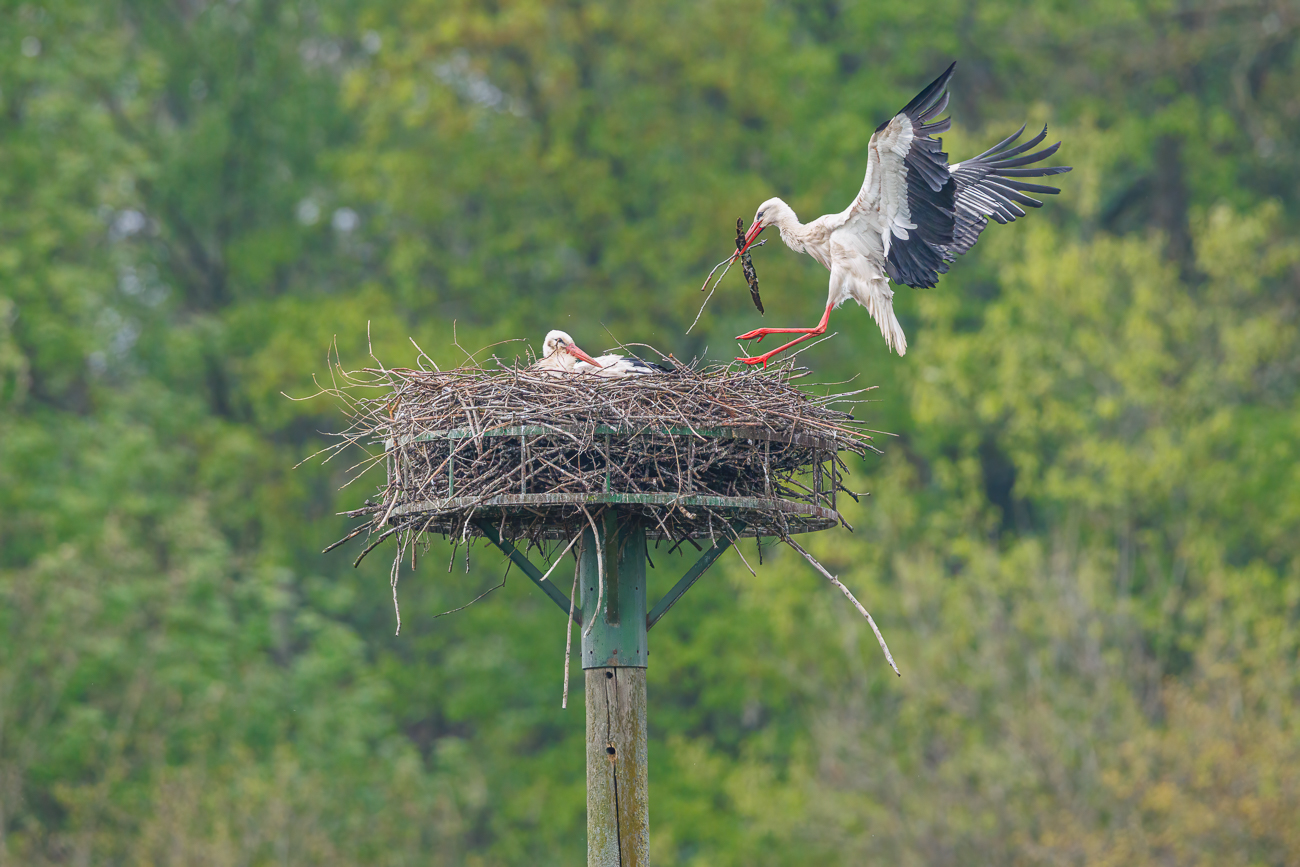 Kaum ist er gelandet ...