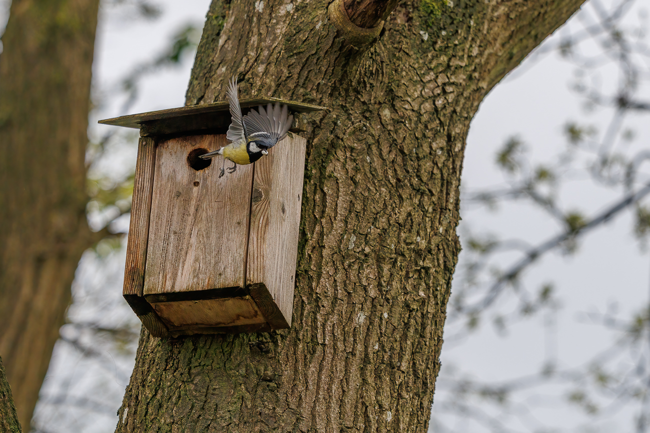 Hier wird gerade die Hinterlassenschaft der Jungtiere weggebracht