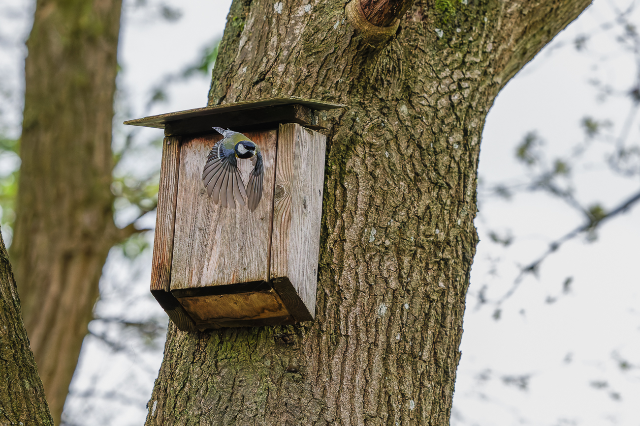 Schöne Flügelstellung