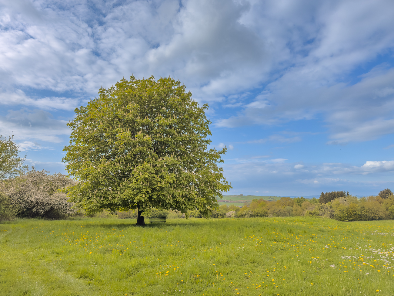Schöner Rastplatz unter einer Gewöhnlichen Rosskastanie [Aesculus hippocastanum]