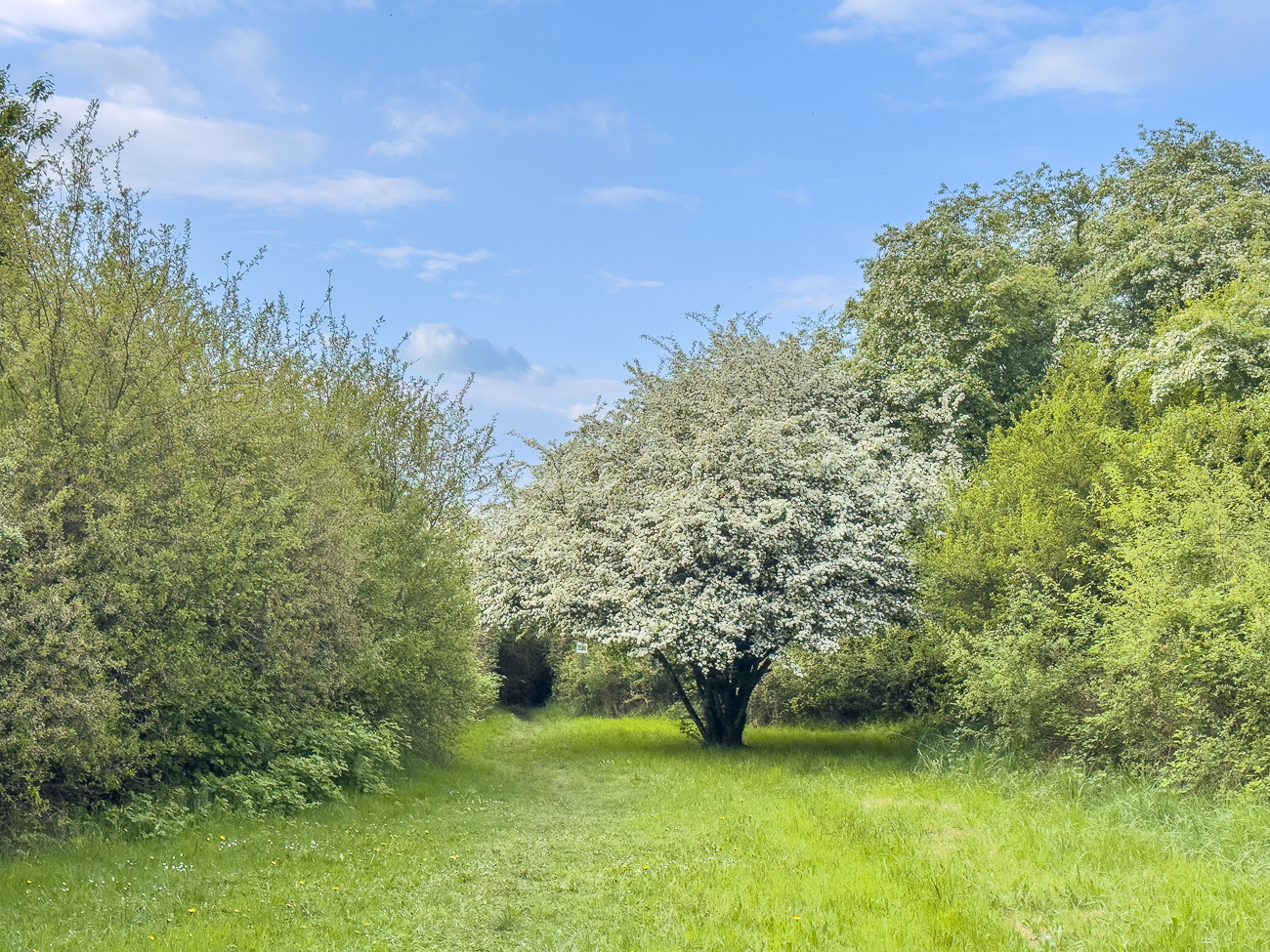 Gemeiner Weißdorn [Crataegus laevigata]