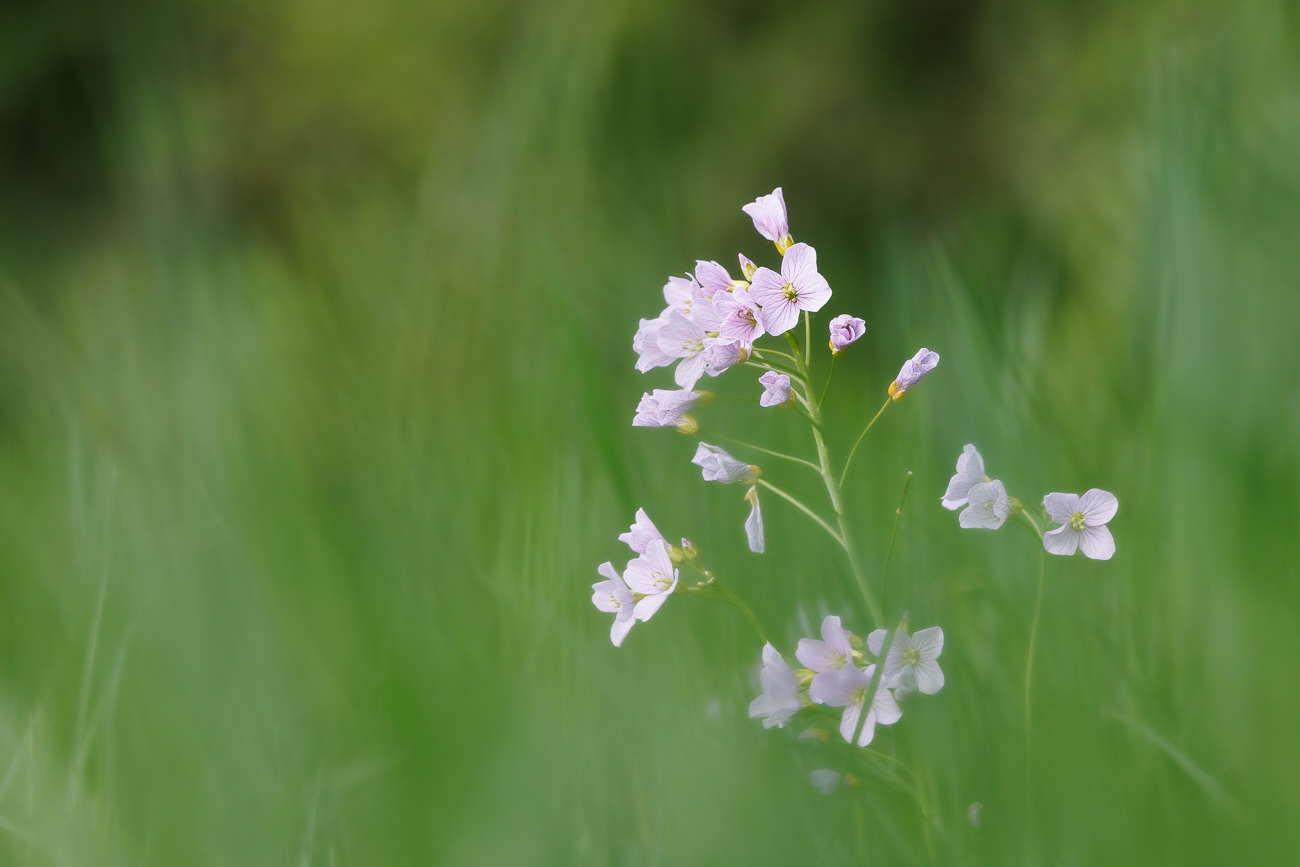 Wiesen-Schaumkraut [Cardamine pratensis]