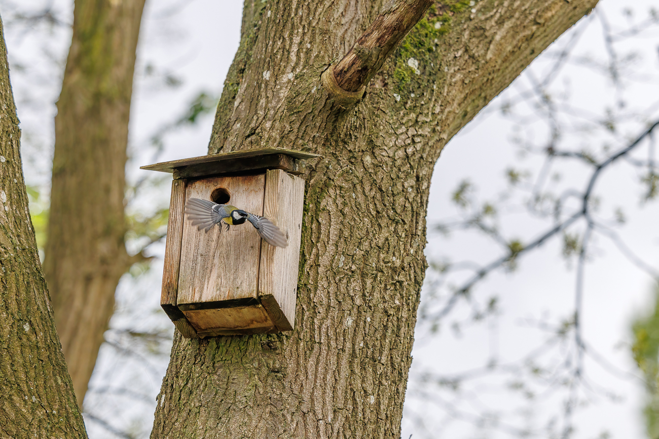 Kohlmeise [Parus major] beim Abflug vom Nistkasten