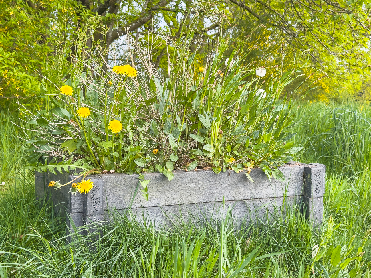 Wiesen- und Kräuterkasten