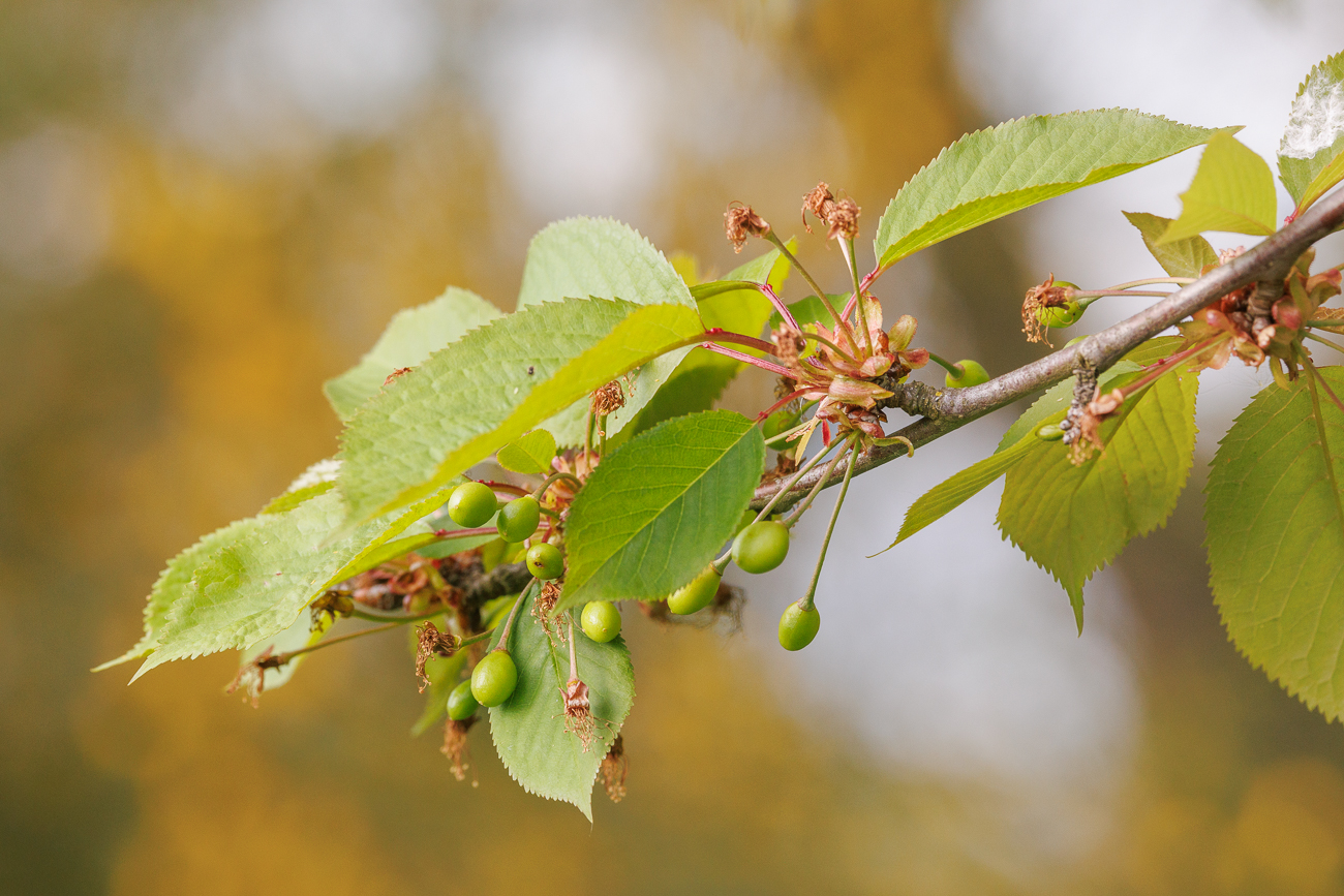 Sauerkirsche [Prunus cerasus]
