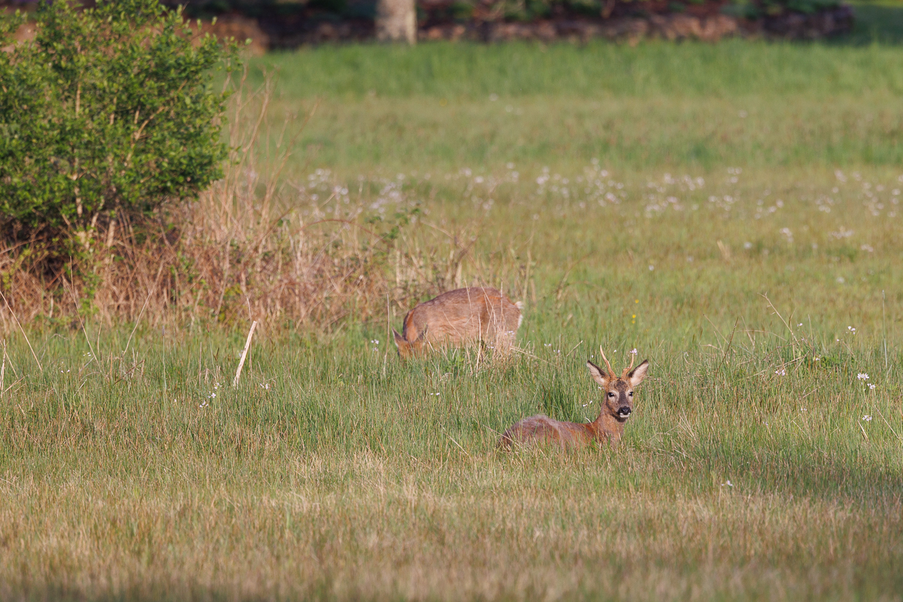 Rehbock und Ricke [Capreolus capreolus]