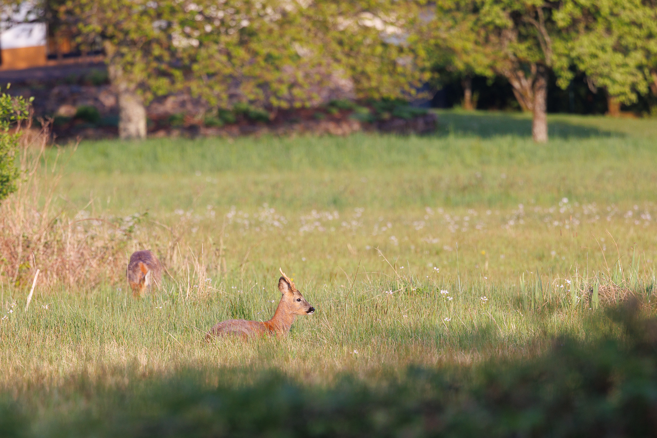 Rehbock und Ricke [Capreolus capreolus]