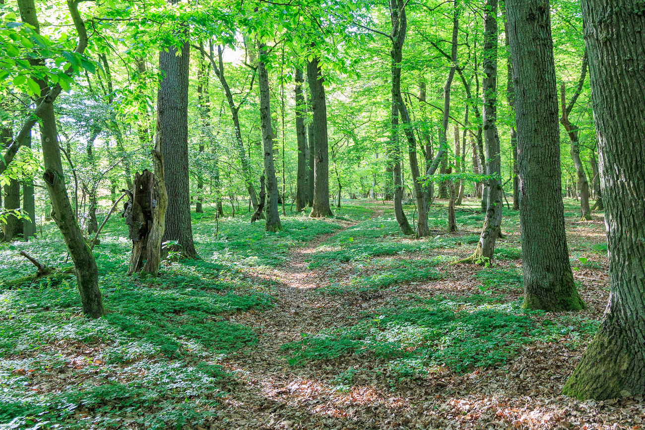 Schöner schattiger Waldweg