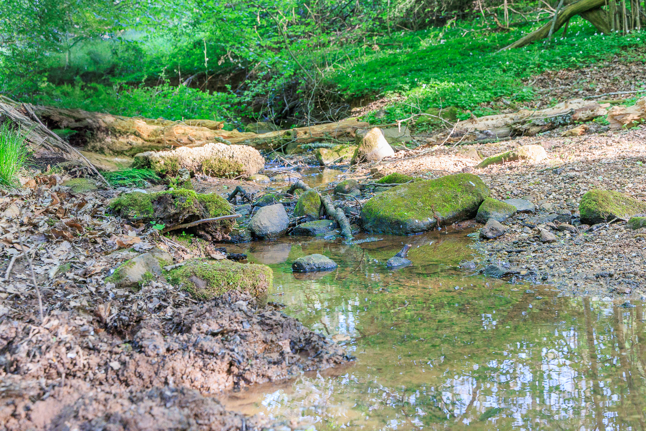 Kleiner Bach im Wald