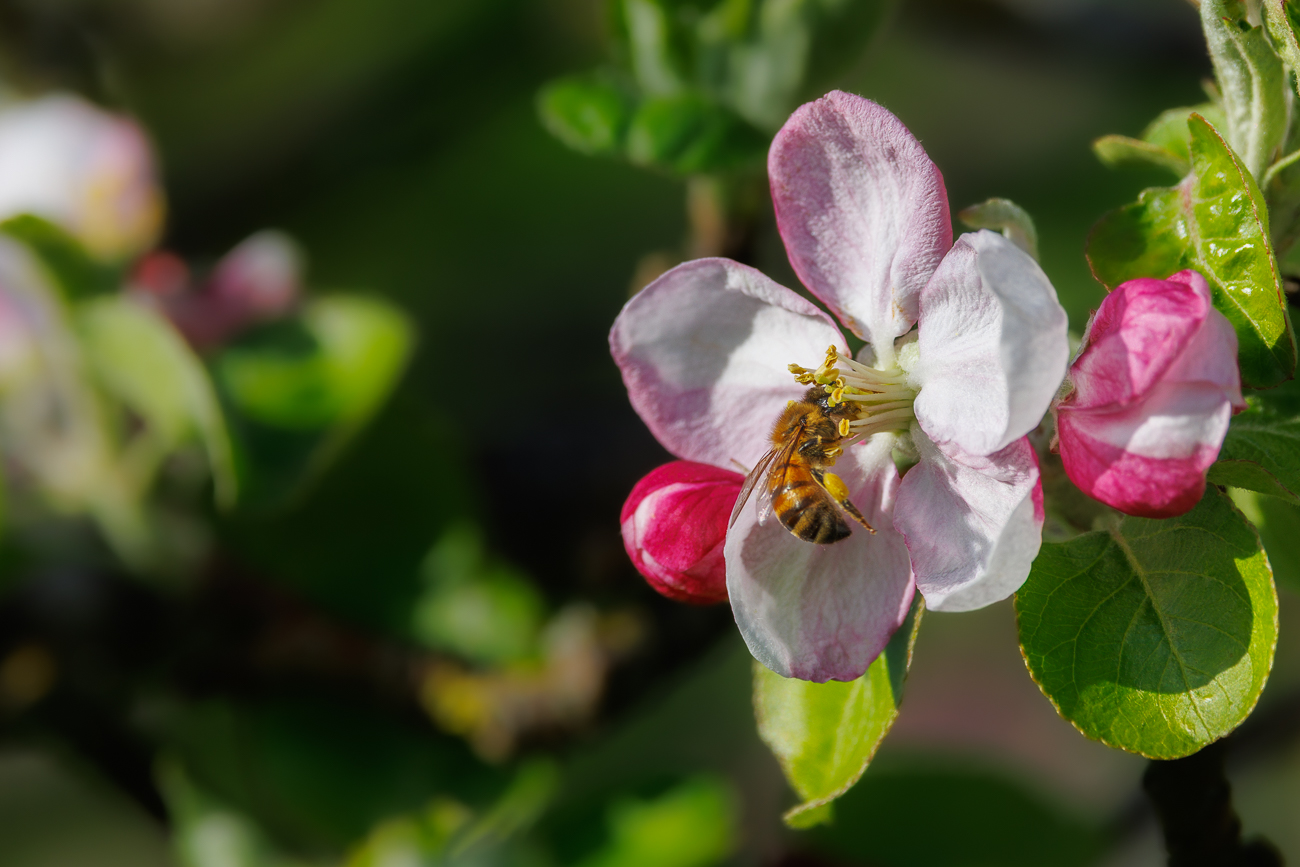 Apfelblüte [Malus domestica] mit Bienenbesuch