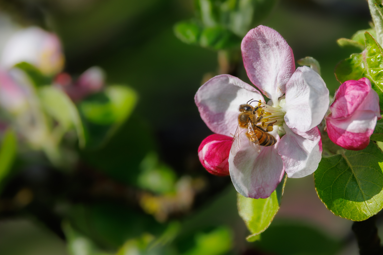 Apfelblüte [Malus domestica] mit Bienenbesuch