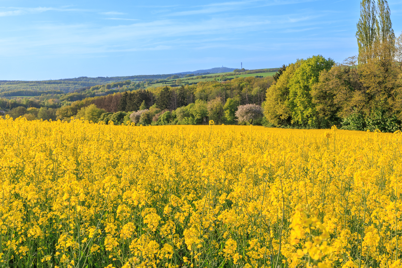 Rapsfeld am Waldrand