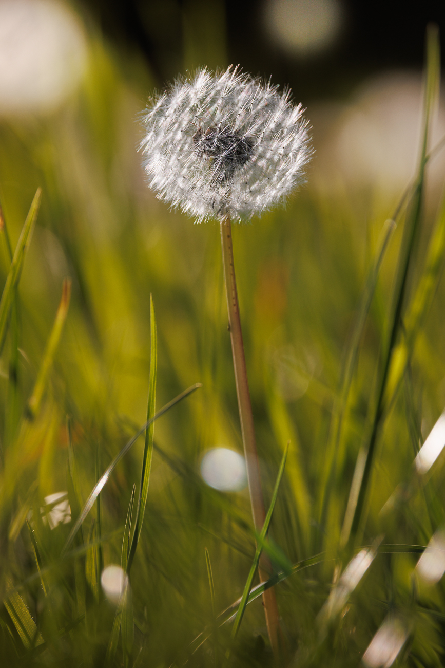 Gewöhnlicher Löwenzahn [Taraxacum sect. Ruderalia]