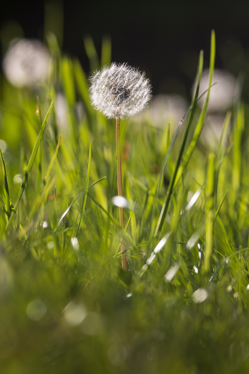 Gewöhnlicher Löwenzahn [Taraxacum sect. Ruderalia]