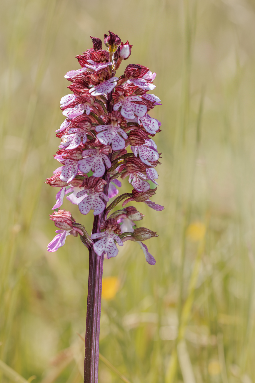 Purpur-Knabenkraut [Orchis purpurea]
