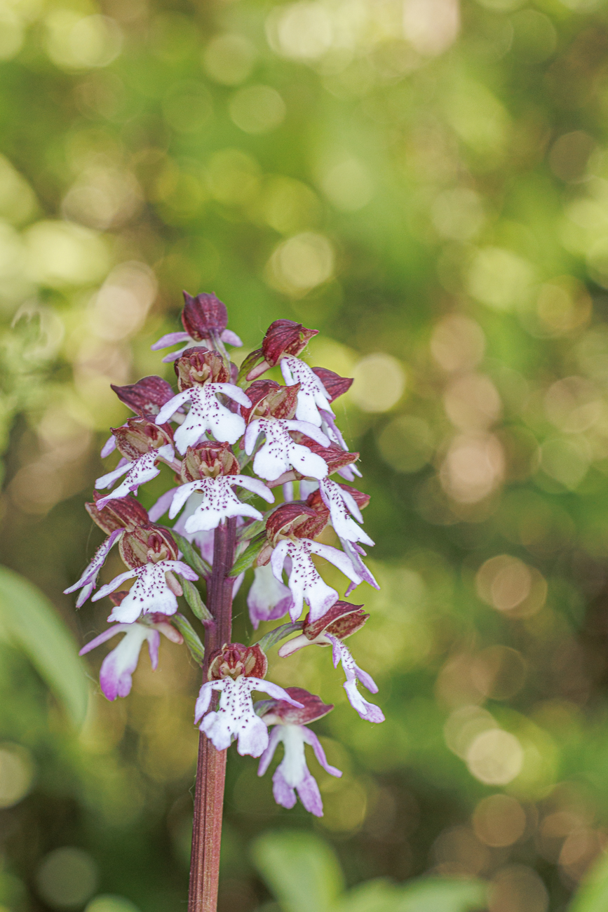 Purpur-Knabenkraut [Orchis purpurea]
