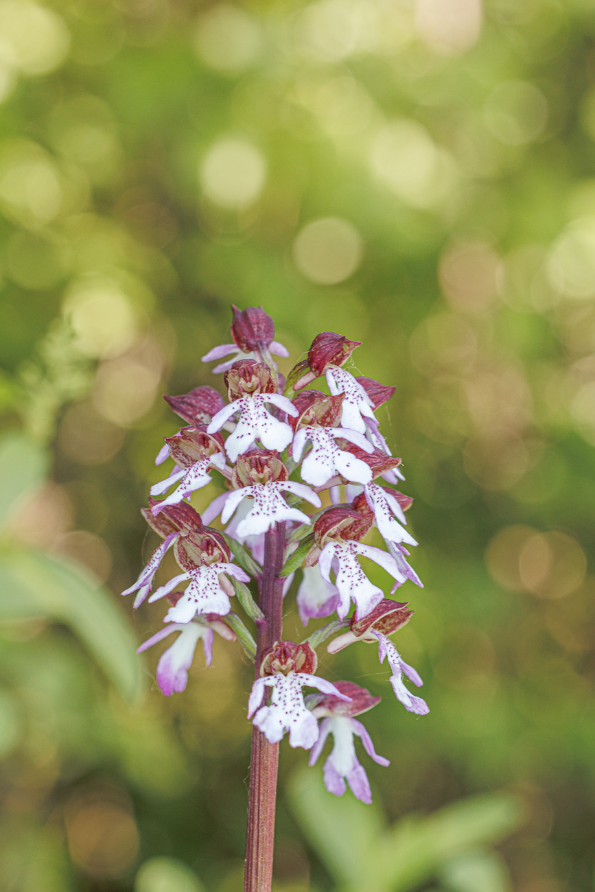 Purpur-Knabenkraut [Orchis purpurea]