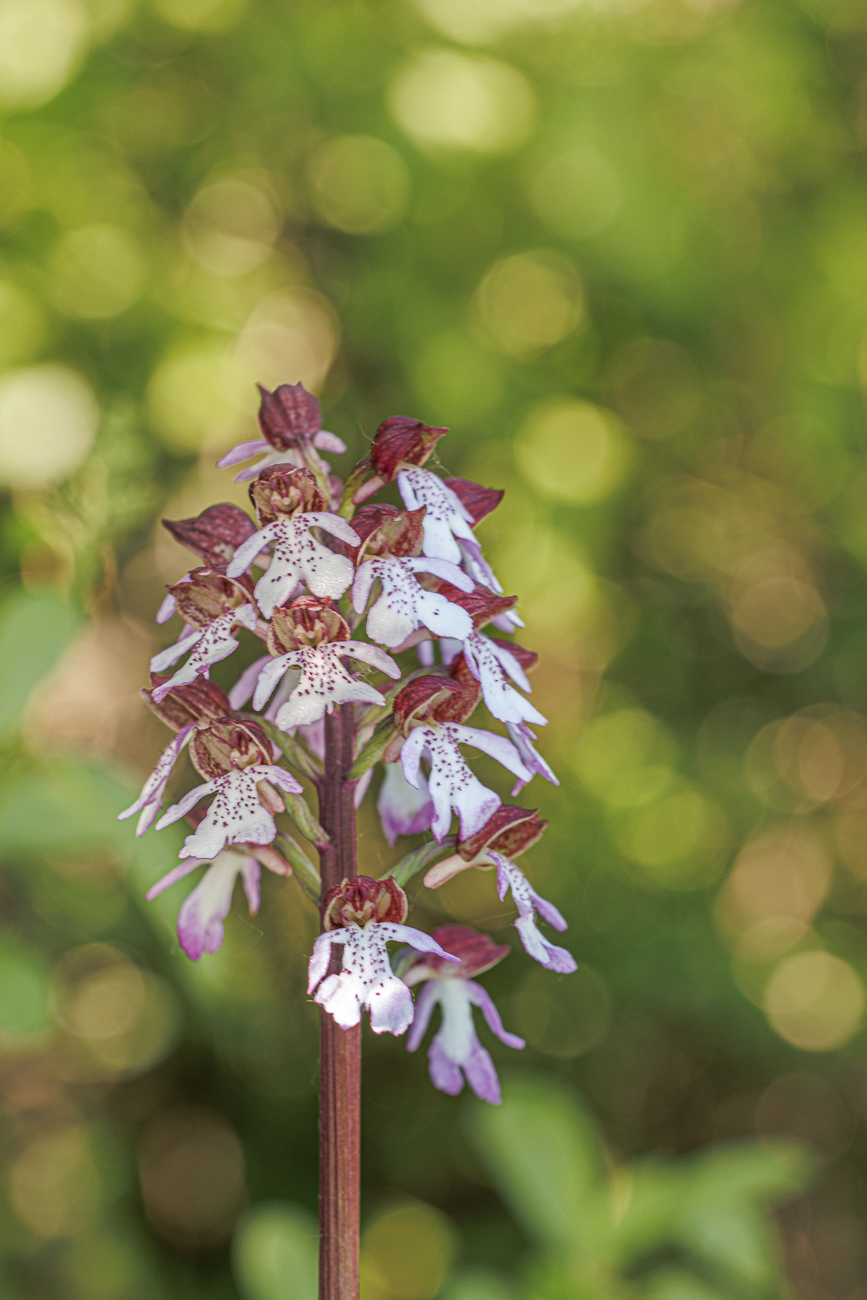 Purpur-Knabenkraut [Orchis purpurea]