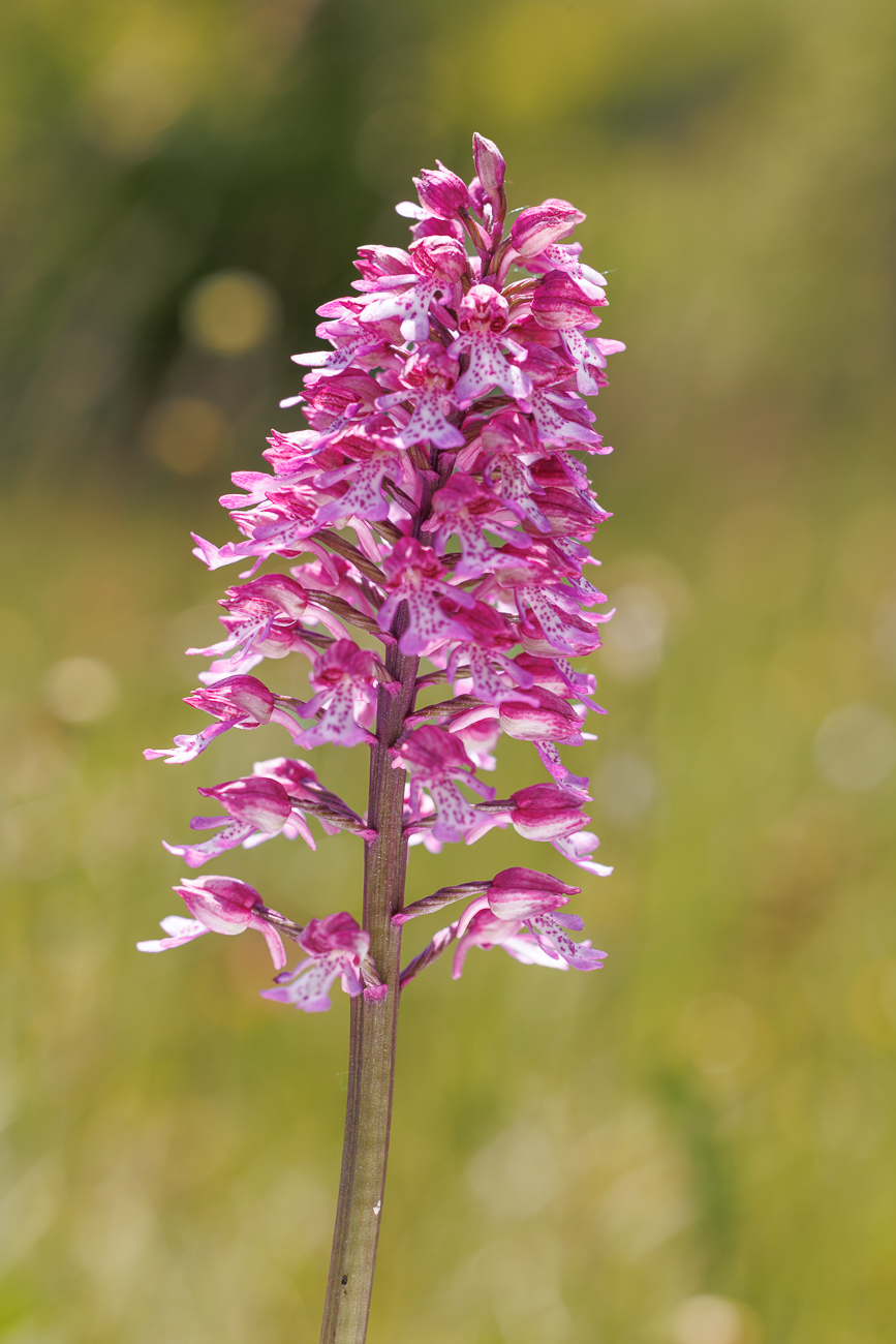 Purpur-Knabenkraut [Orchis purpurea]