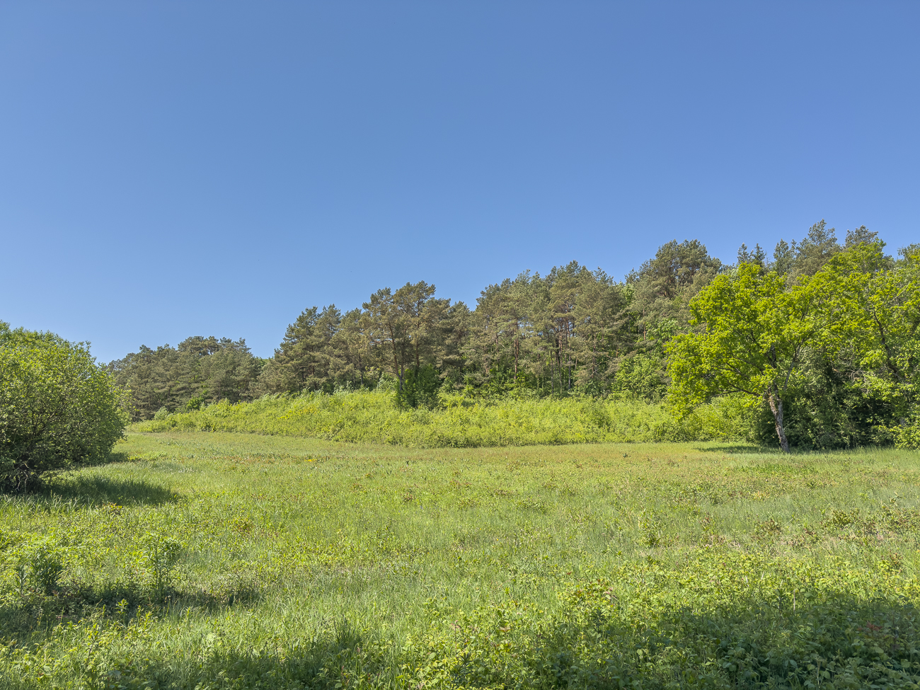 Magerwiese am Waldrand