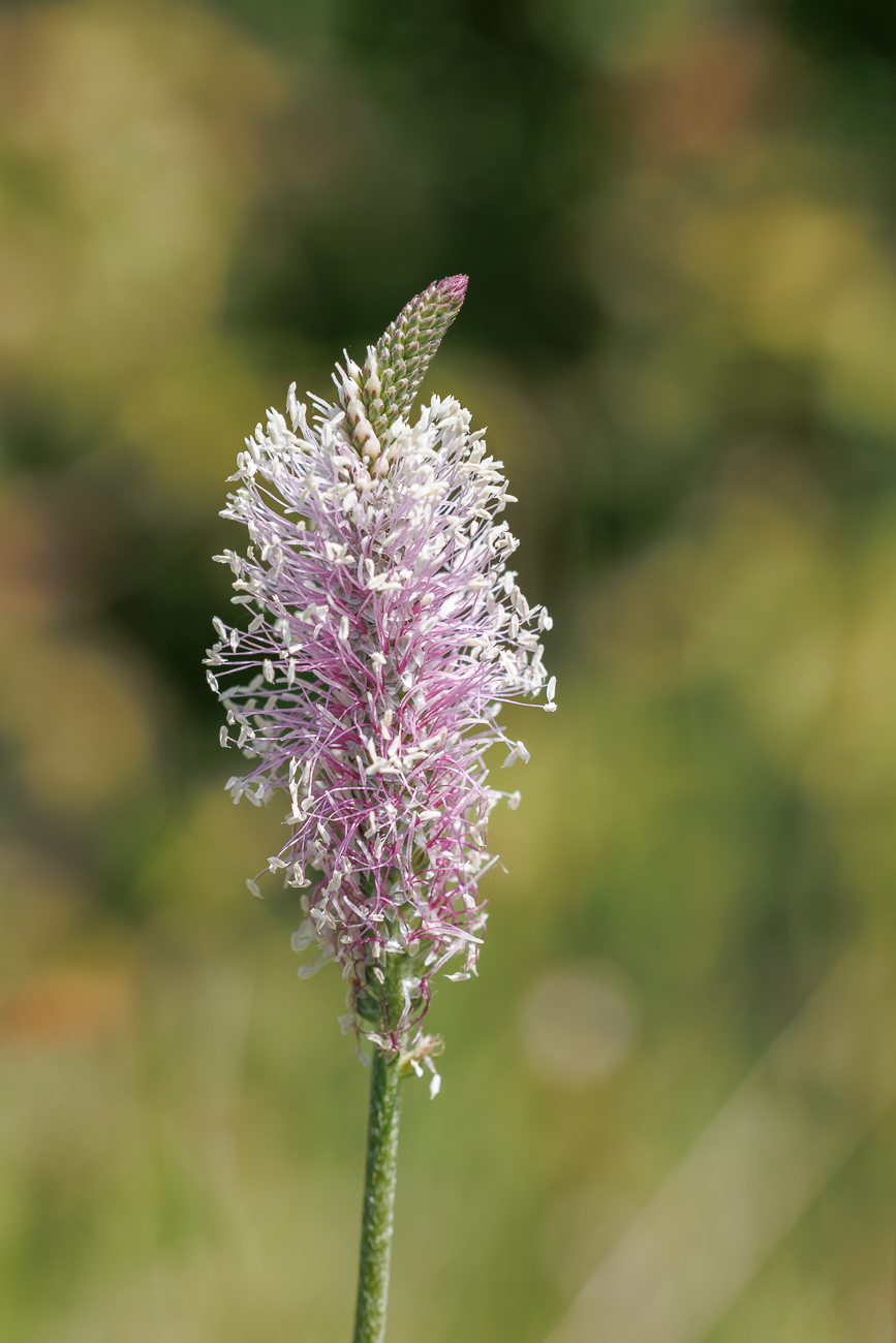 Mittelerer Wegerich [Plantago media]