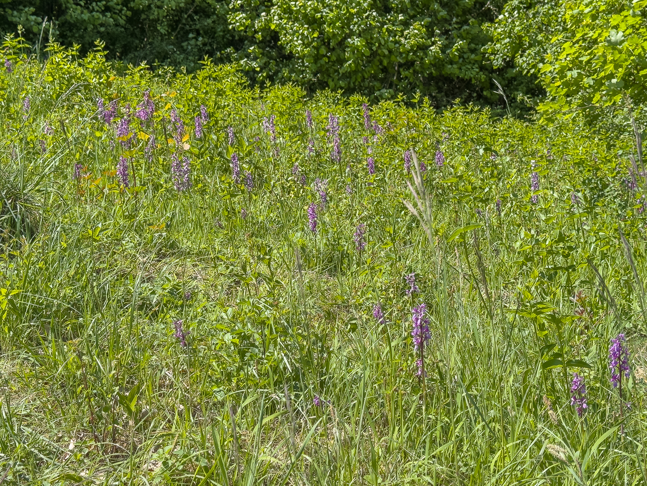 Orchideen auf der Wiese