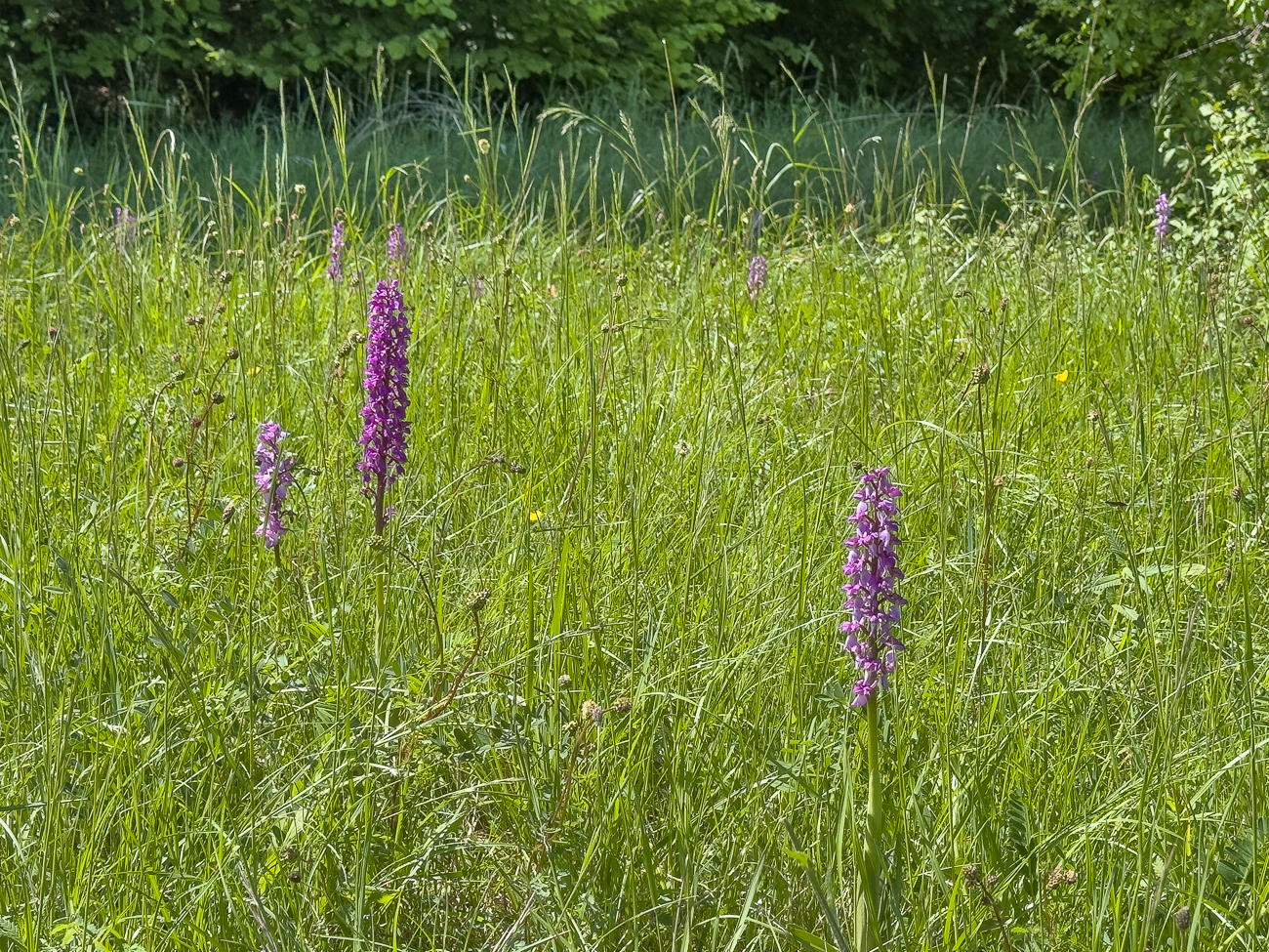 Purpur-Knabenkraut [Orchis purpurea]