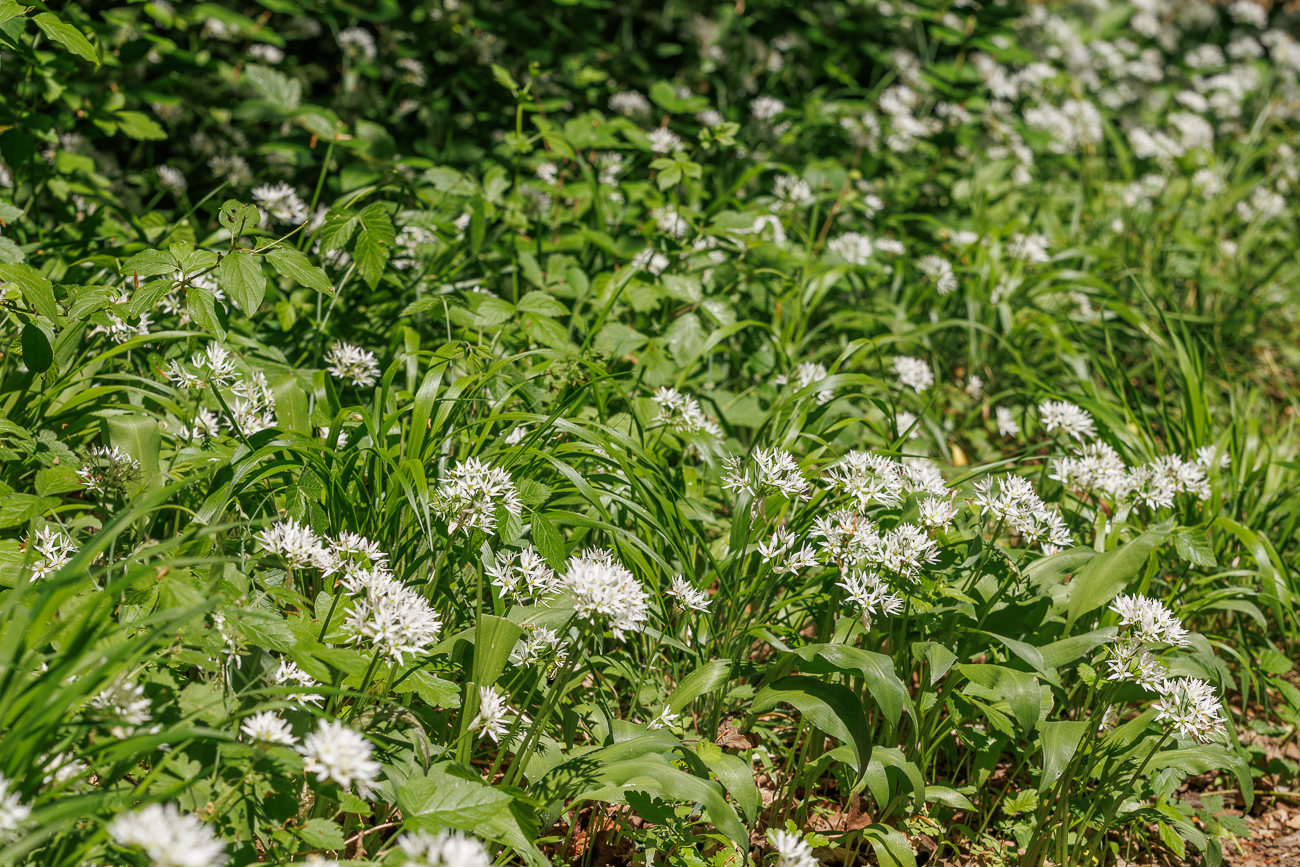 Bärlauch [Allium ursinum]