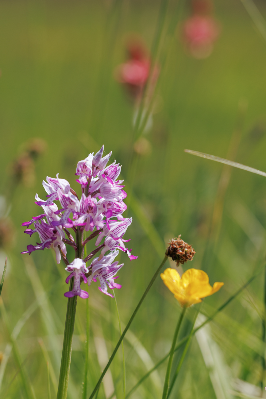 Helm- Knabenkraut [Orchis militaris]