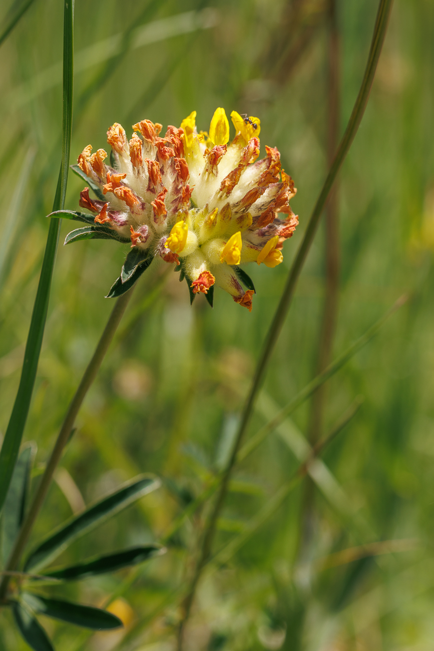 Echter Wundklee [Anthyllis vulneraia]