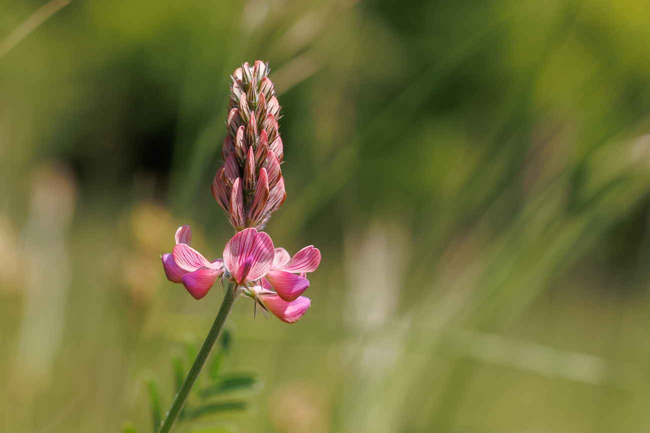 Saat-Esparsette [Onobrychis viciifolia]