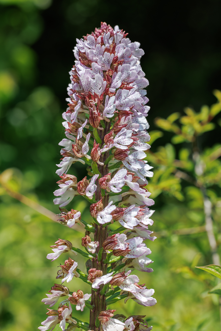 Purpur-Knabenkraut [Orchis purpurea]