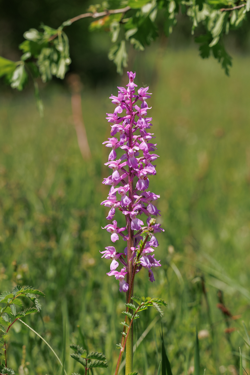 Kuckucks-Knabenkraut [Orchis mascula]