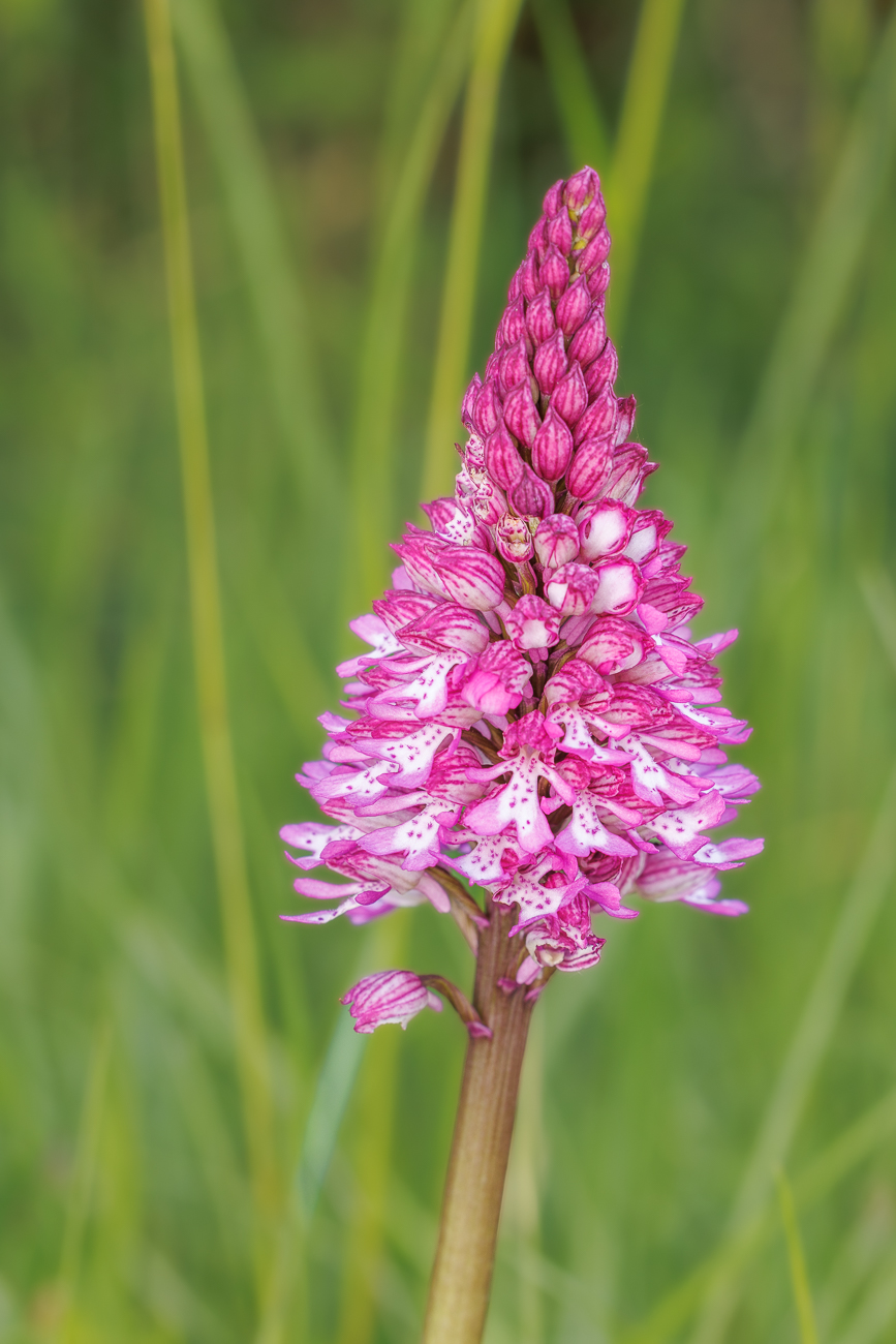 Purpur-Knabenkraut [Orchis purpurea]