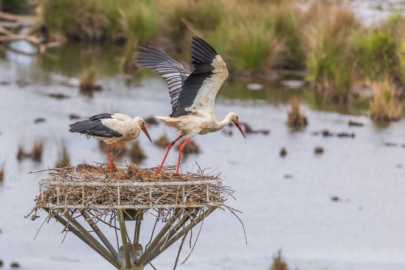 ... und deckt die kleinen Störche damit zu ...