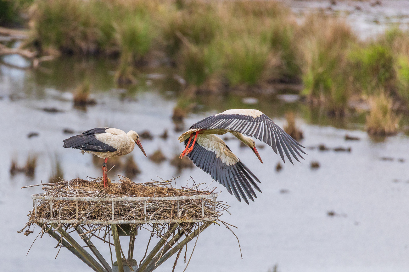... danach fliegt der andere Storch los ...