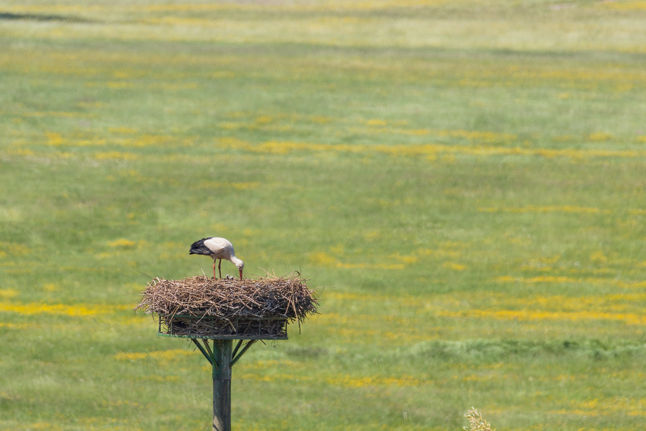 Auch in einem der weiter entfernten anderen Nester sieht man die Köpfe des Nachwuchses im Nest