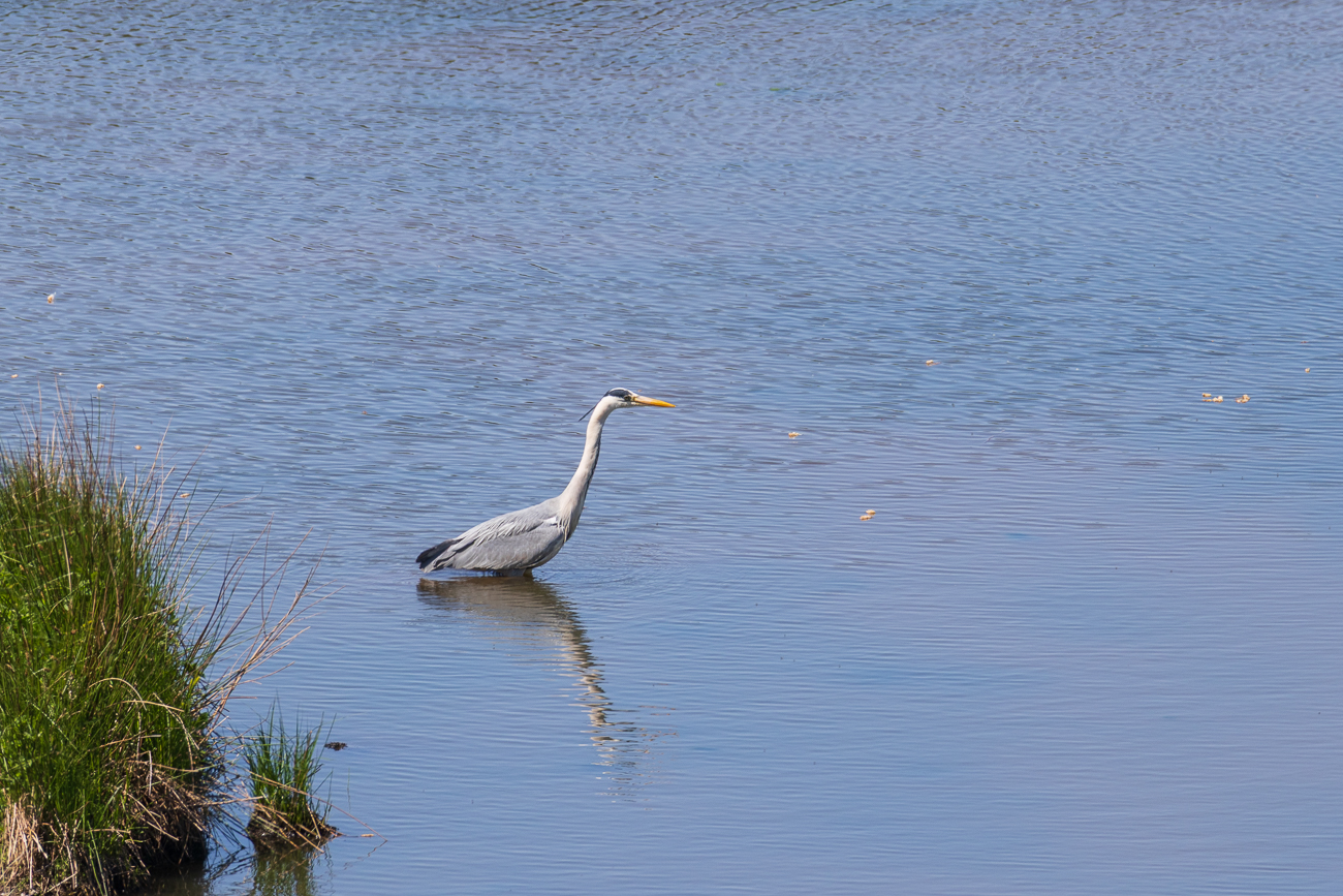 Graureiher [Ardea cinerea] ...