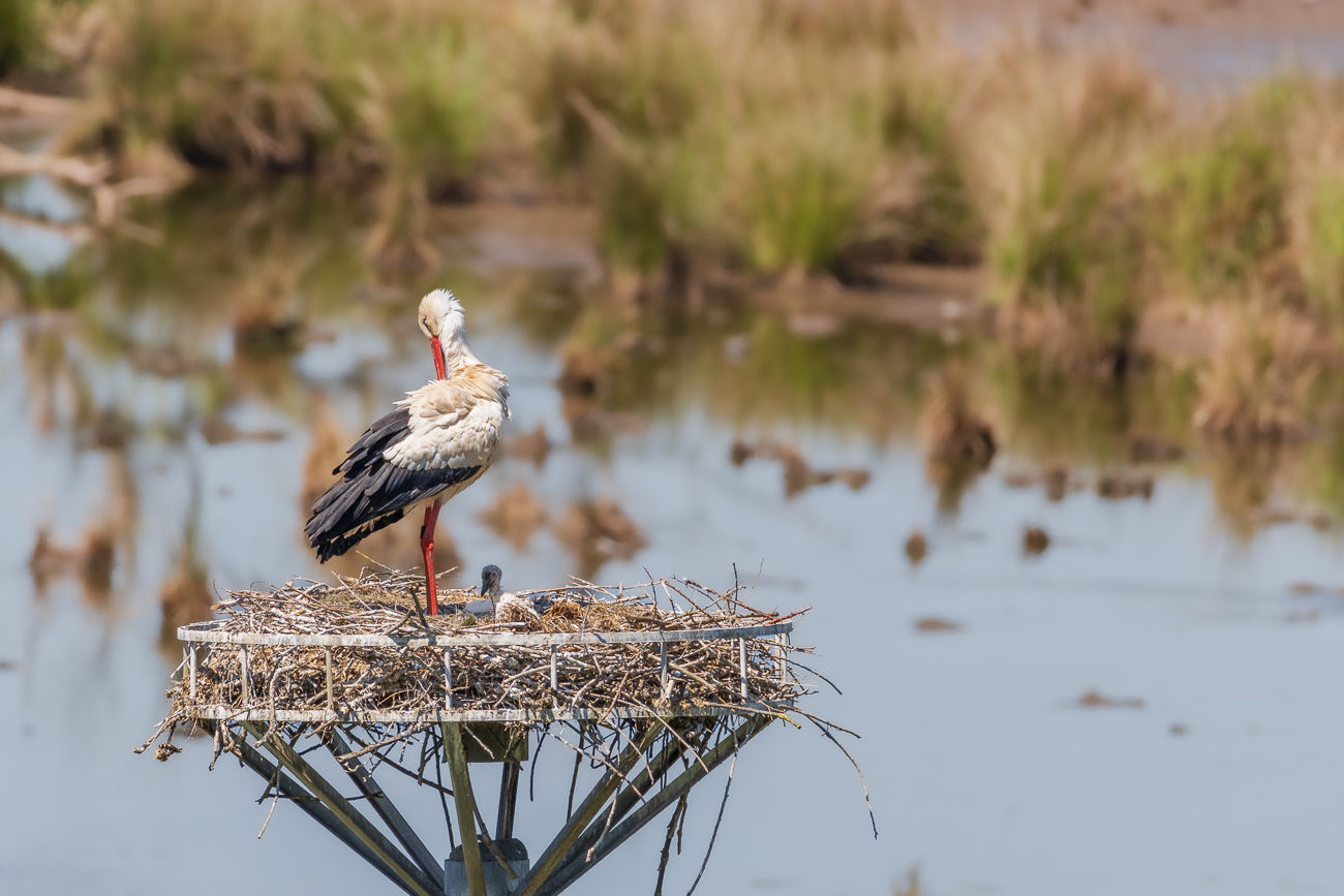 Noch ein Blick auf einen der kleinen Nachwuchsstörche