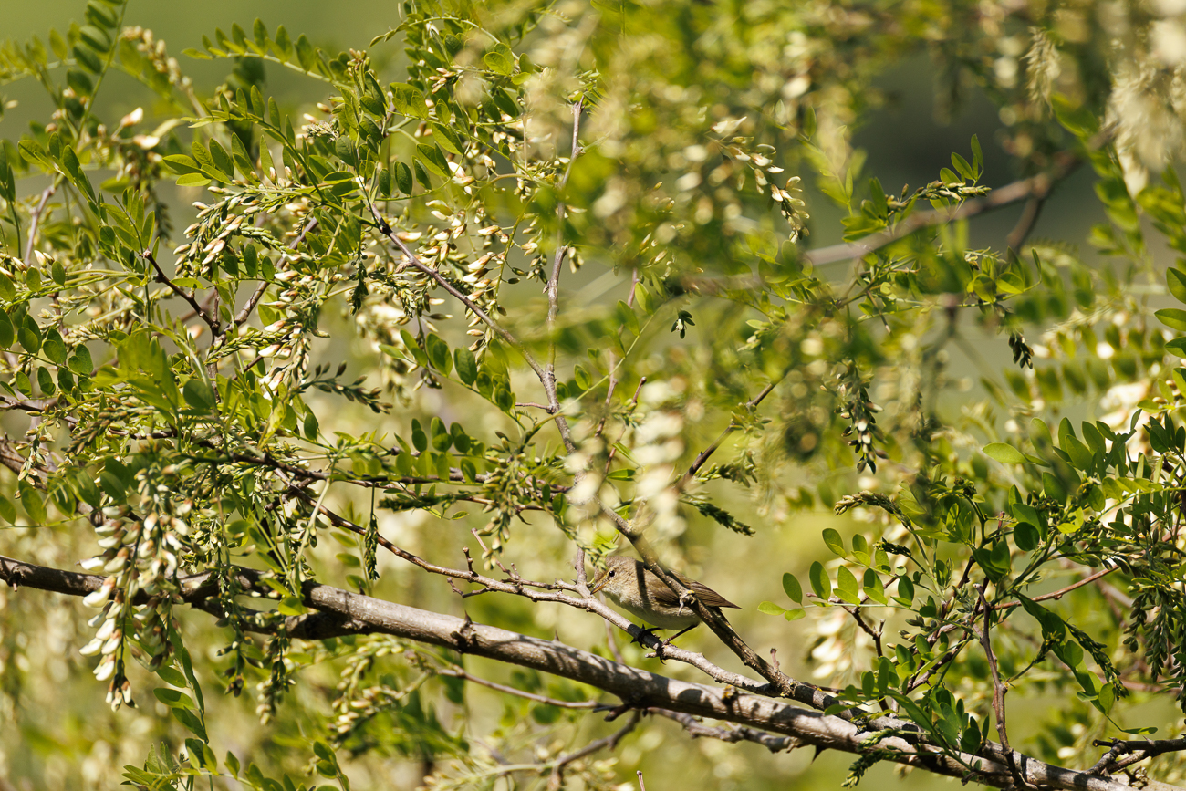 Ein (vermutlich) Zilpzalp [Phylloscopus collybita] sitzt im Geäst ...