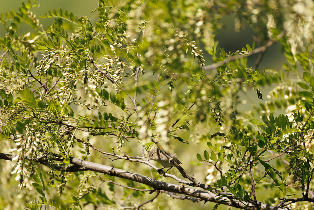 ... und erfreut mich mit seinem Gesang